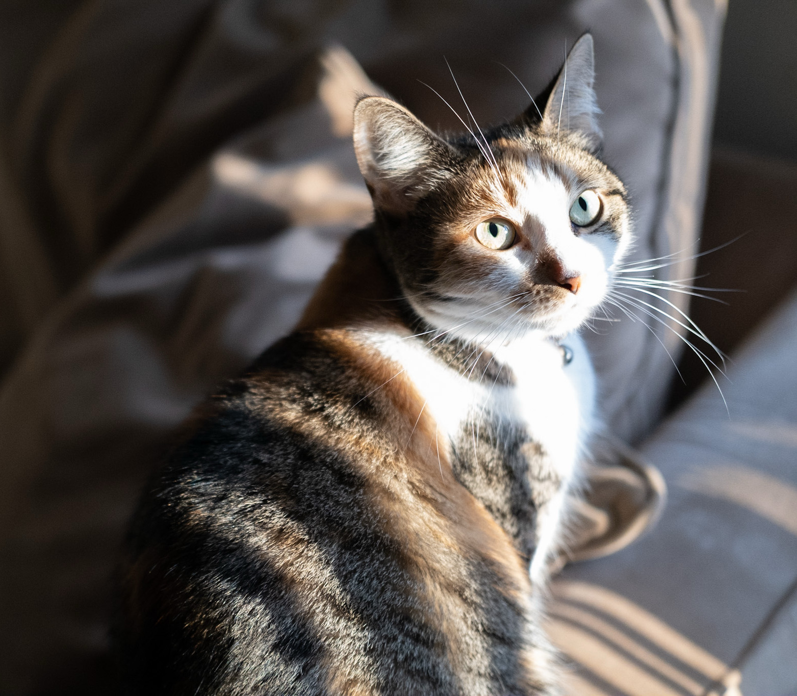 Pet portrait by Hound and Grain