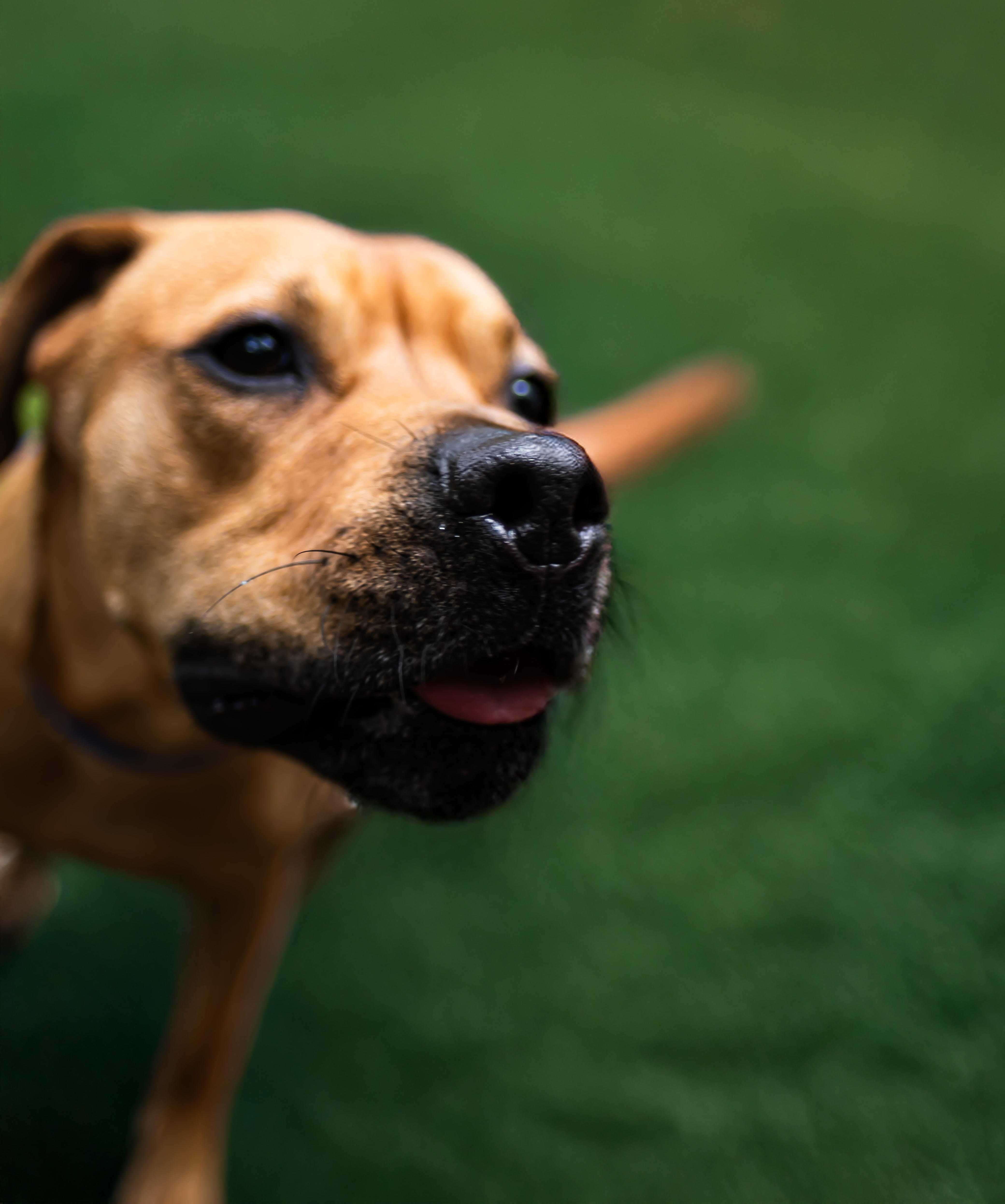 Dog portrait by Hound and Grain